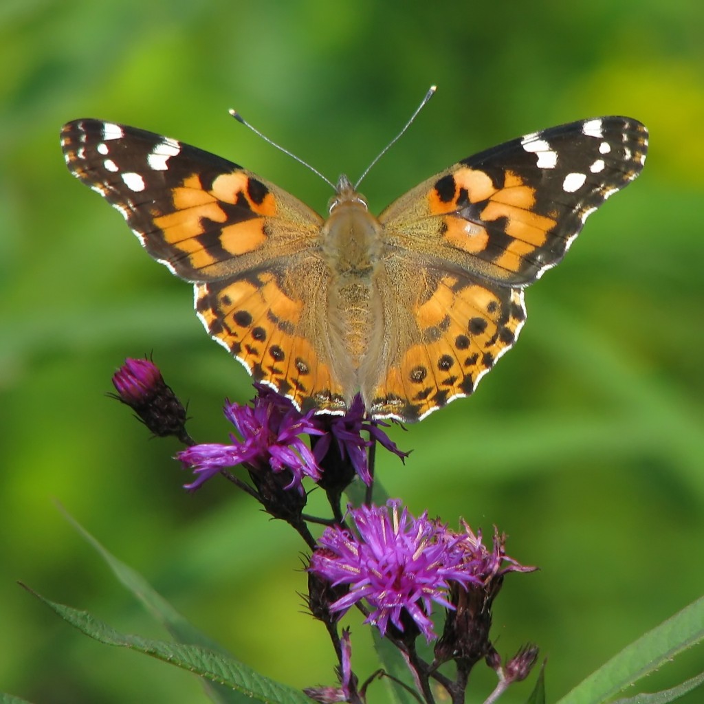Painted Lady Butterfly migrates from Africa to the UK
