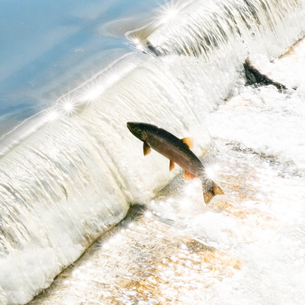 Salmon migrating up rivers to breed face weirs and other artificial barriers